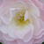 White - pink - Park rose - Bouquet Parfait®